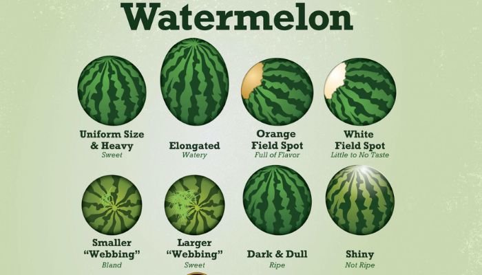 Water Melon Tips