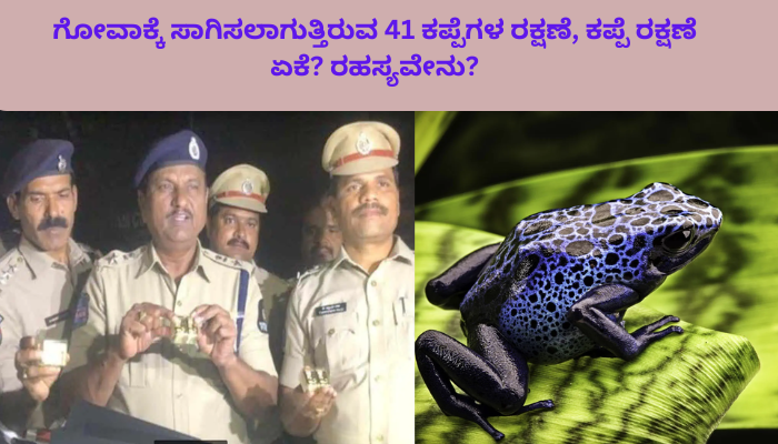 Goa Frogs : ಗೋವಾಕ್ಕೆ ಸಾಗಿಸಲಾಗುತ್ತಿರುವ 41 ಕಪ್ಪೆಗಳ ರಕ್ಷಣೆ, ಕಪ್ಪೆ ರಕ್ಷಣೆ ಏಕೆ? ರಹಸ್ಯವೇನು?